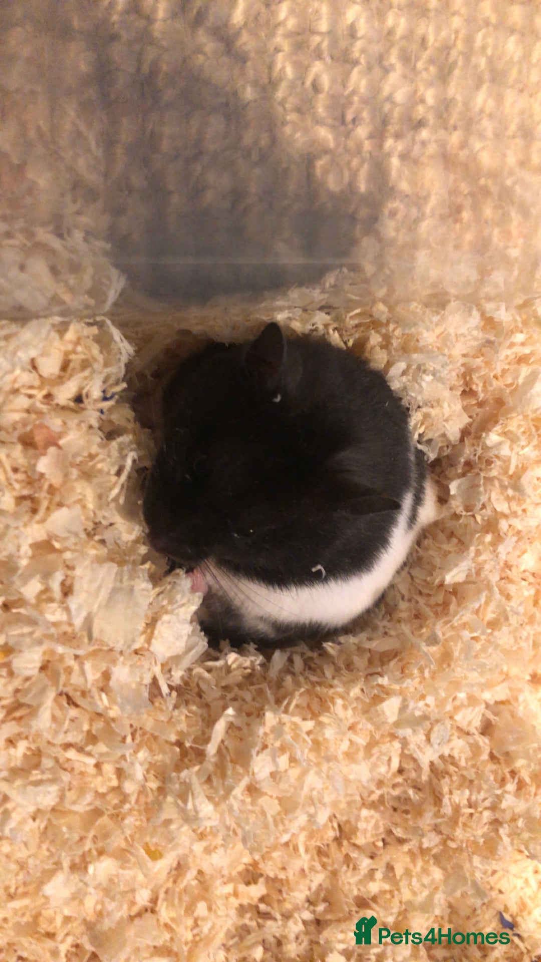 Hamster rodents for sale: Blitzo - Image 8