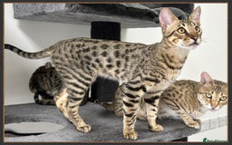 Savannah cats for sale: Dramatically reduced and ready F5 SBT Savannahs in Bingley - Image 9