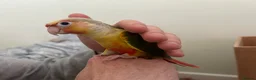 Conures birds for sale: 2 conure babies  in Southampton - Advert 4