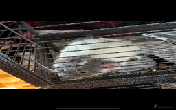 Rat rodents for sale: Dumbo male rats - Image 1