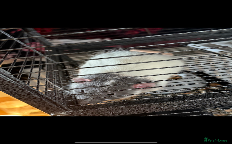 Rat rodents - Advert 5