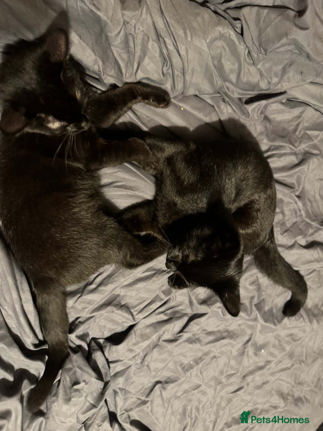 British Shorthair cats for sale: Cimba & Tom Both male  - Image 2