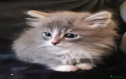 Siberian cats for sale: Registered Siberian Calico kittens  - Image 12