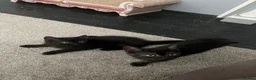 Mixed Breed cats for sale: 3 Healthy Playful Kittens Looking for Loving Homes - Advert 6