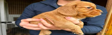 Cocker Spaniel 1