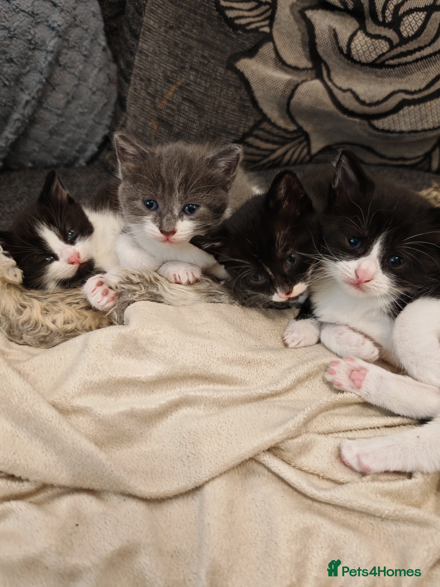 Mixed Breed cats Beautiful kittens for sale - Advert 1