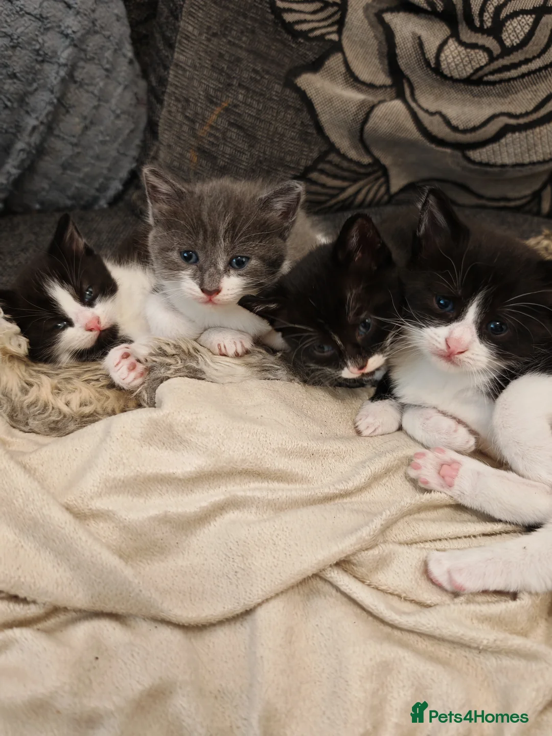 Mixed Breed cats for sale: Beautiful kittens for sale in Buckley - Advert 1