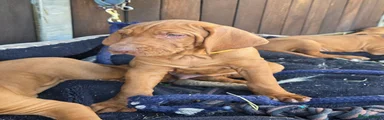 Hungarian Vizsla 3