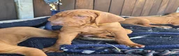 Hungarian Vizsla dogs for sale: KC registered Hungarian vizsla pups - Advert 4