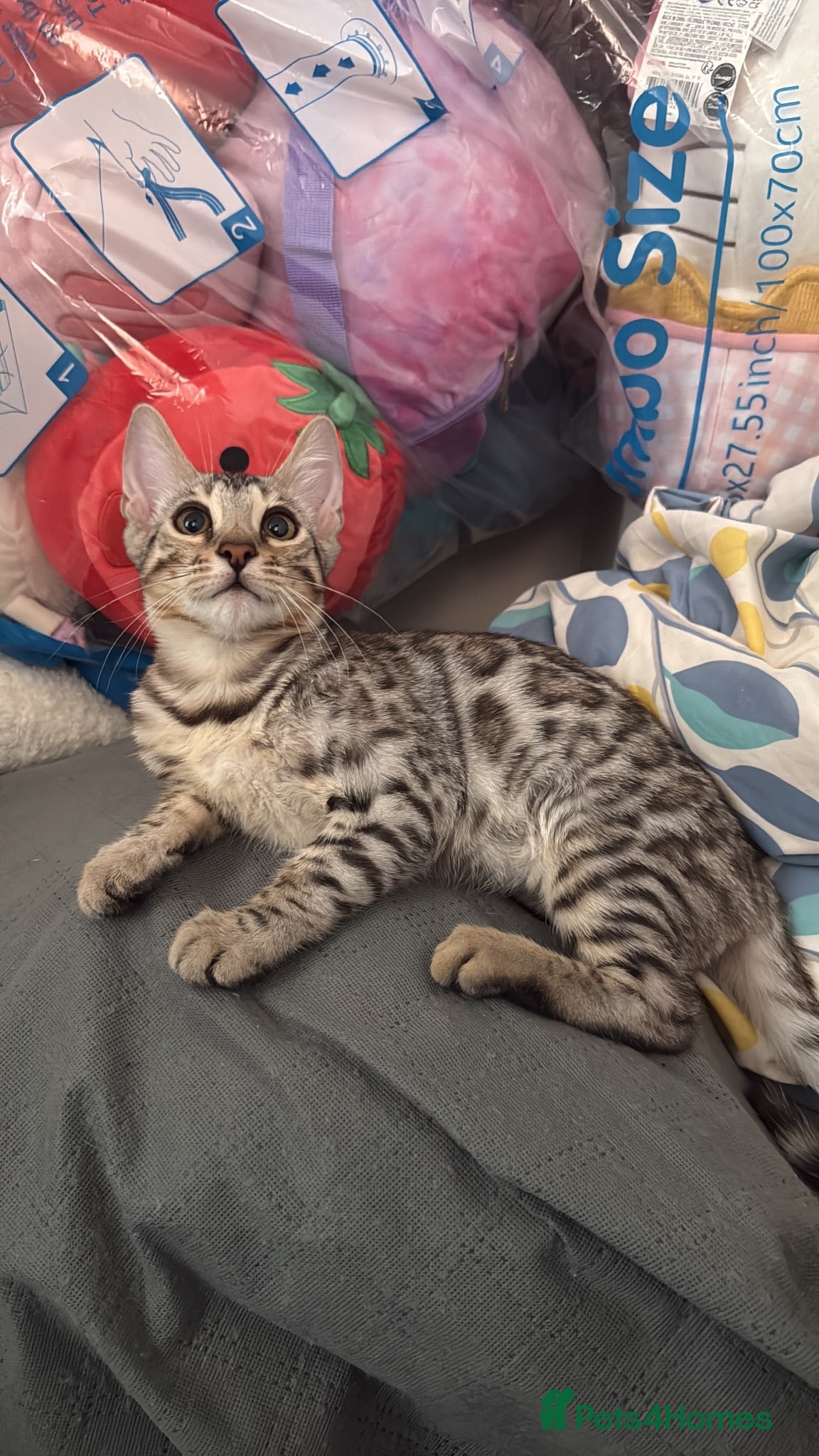 Bengal cats ✨ Exceptional Pure TICA Reg Bengal Kittens ✨  - Advert 4