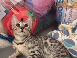 Bengal cats ✨ Exceptional Pure TICA Reg Bengal Kittens ✨ - Advert 4