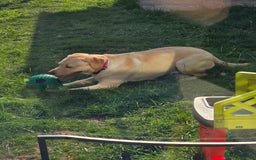 Labrador Retriever dogs for sale: Beautiful loving labrador  - Image 4