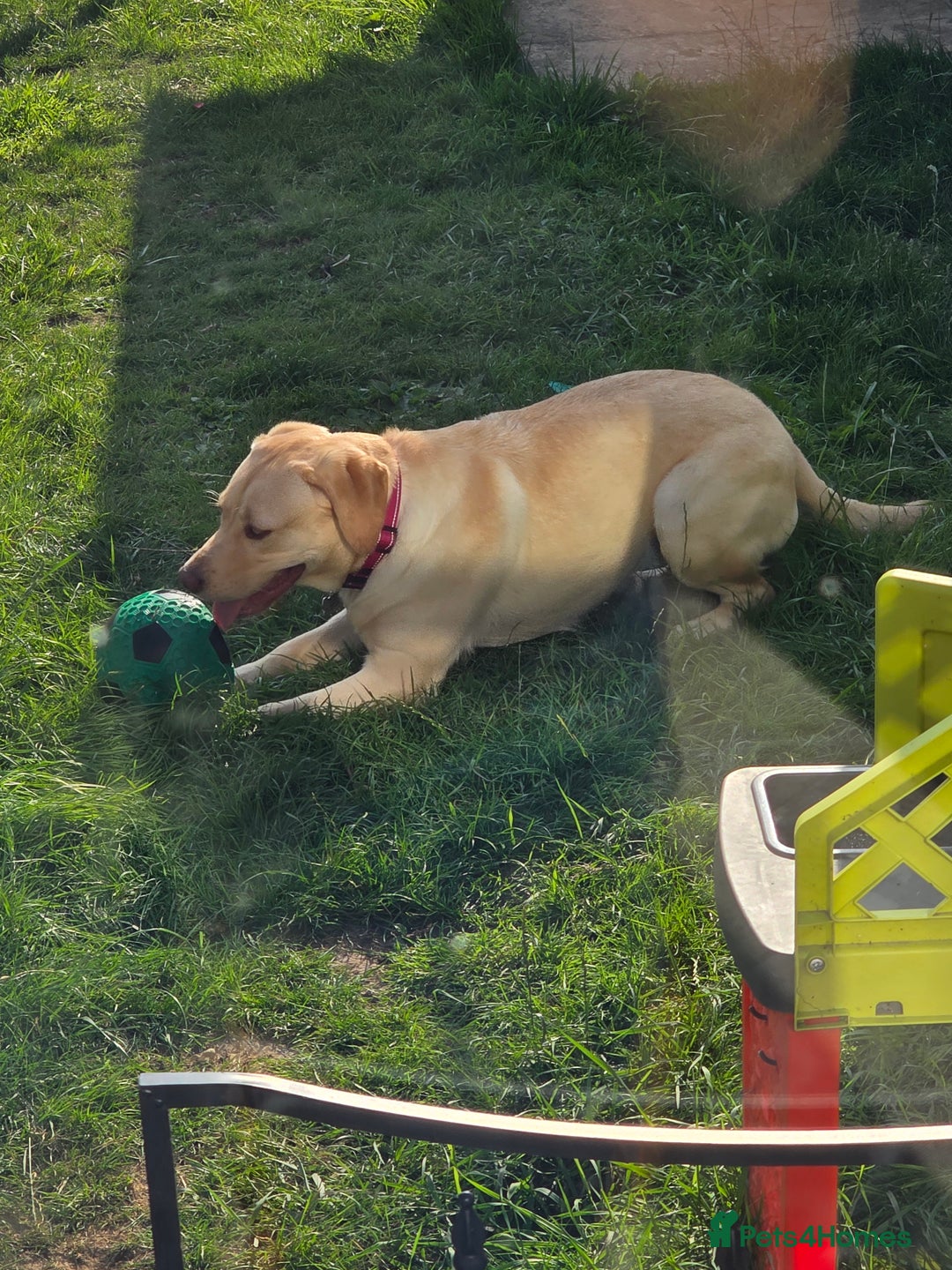Labrador Retriever dogs for sale: Beautiful loving labrador  - Image 4