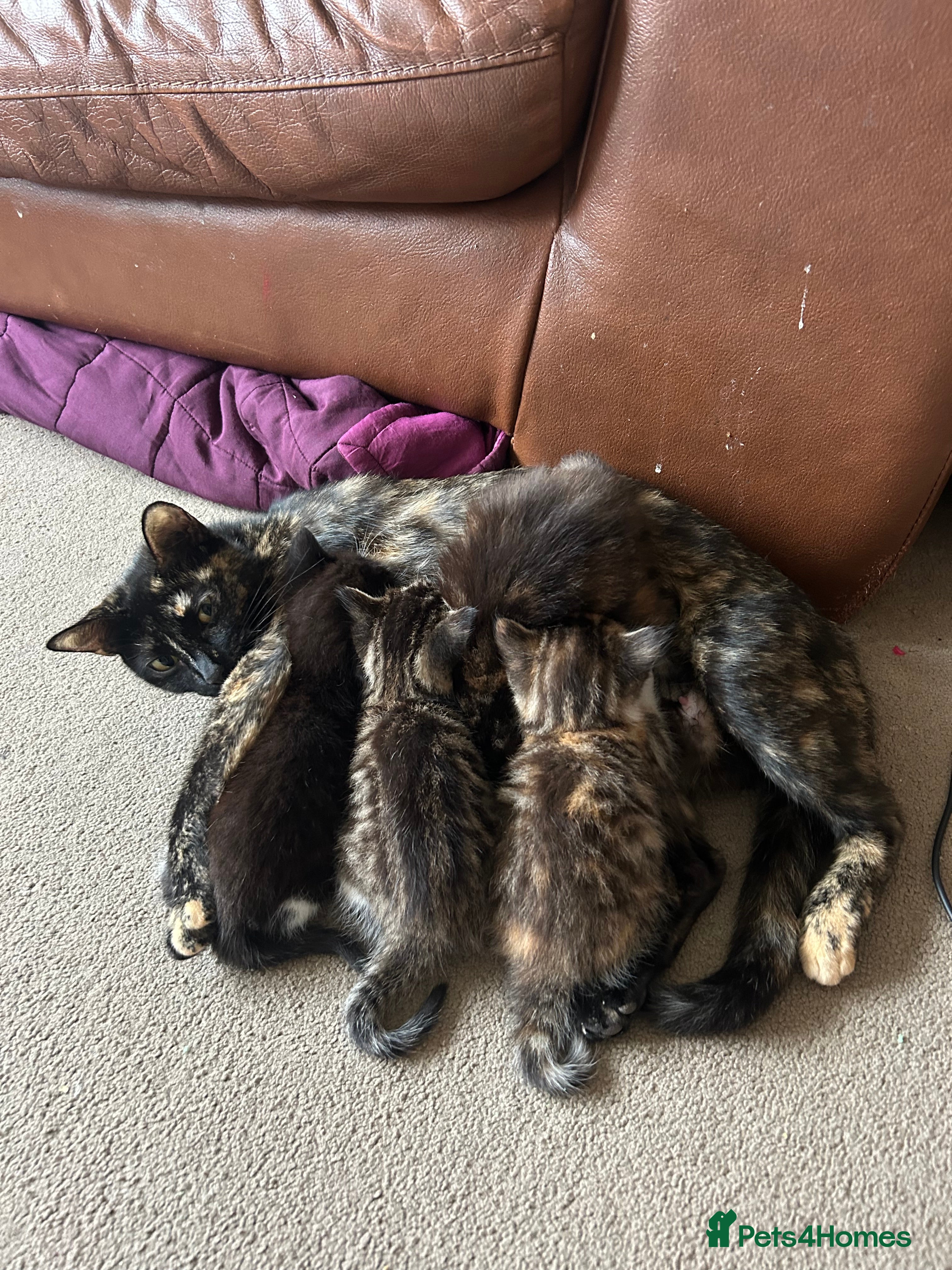 Mixed Breed cats Kittens  in Milton Keynes - Advert 1