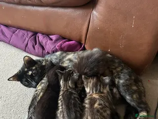 Mixed Breed cats Kittens in Milton Keynes - Advert 2