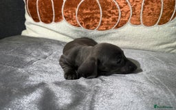 Miniature Dachshund dogs for sale: Miniature Dachshund Puppies 🐾 - Image 10
