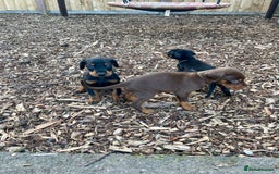 Dobermann dogs for sale: Doberman pups - Advert 13