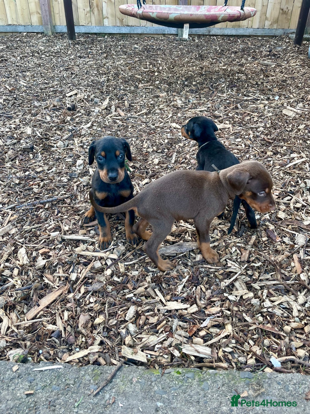Dobermann dogs for sale: Doberman pups - Advert 13
