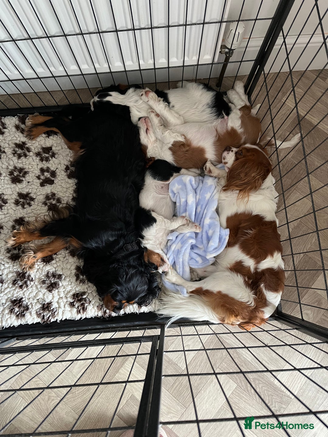 Cavalier King Charles Spaniel dogs for stud: Chocolate KC Health Tested Blenheim Stud - Advert 4