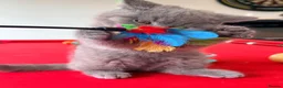 British Shorthair cats for sale: 2 BOYS AVAILABLE - GCCF BSH Kittens - Advert 12
