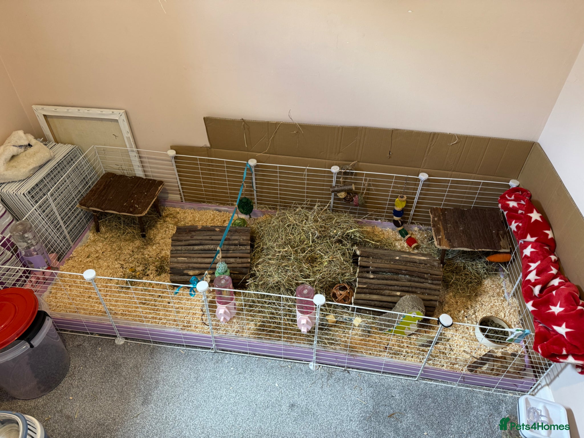 Guinea Pig rodents for sale: 2 Guinea pigs looking for a lovely new home - Advert 1