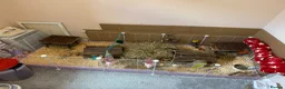 Guinea Pig rodents for sale: 2 Guinea pigs looking for a lovely new home in Chatham - Advert 1