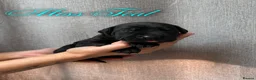 Mixed Breed dogs for sale: Cane Corso x Dobermann puppies - Advert 6