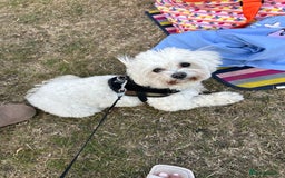 Mixed Breed dogs for sale: Blue Merle boarder collie crossed with a maltese - Image 8
