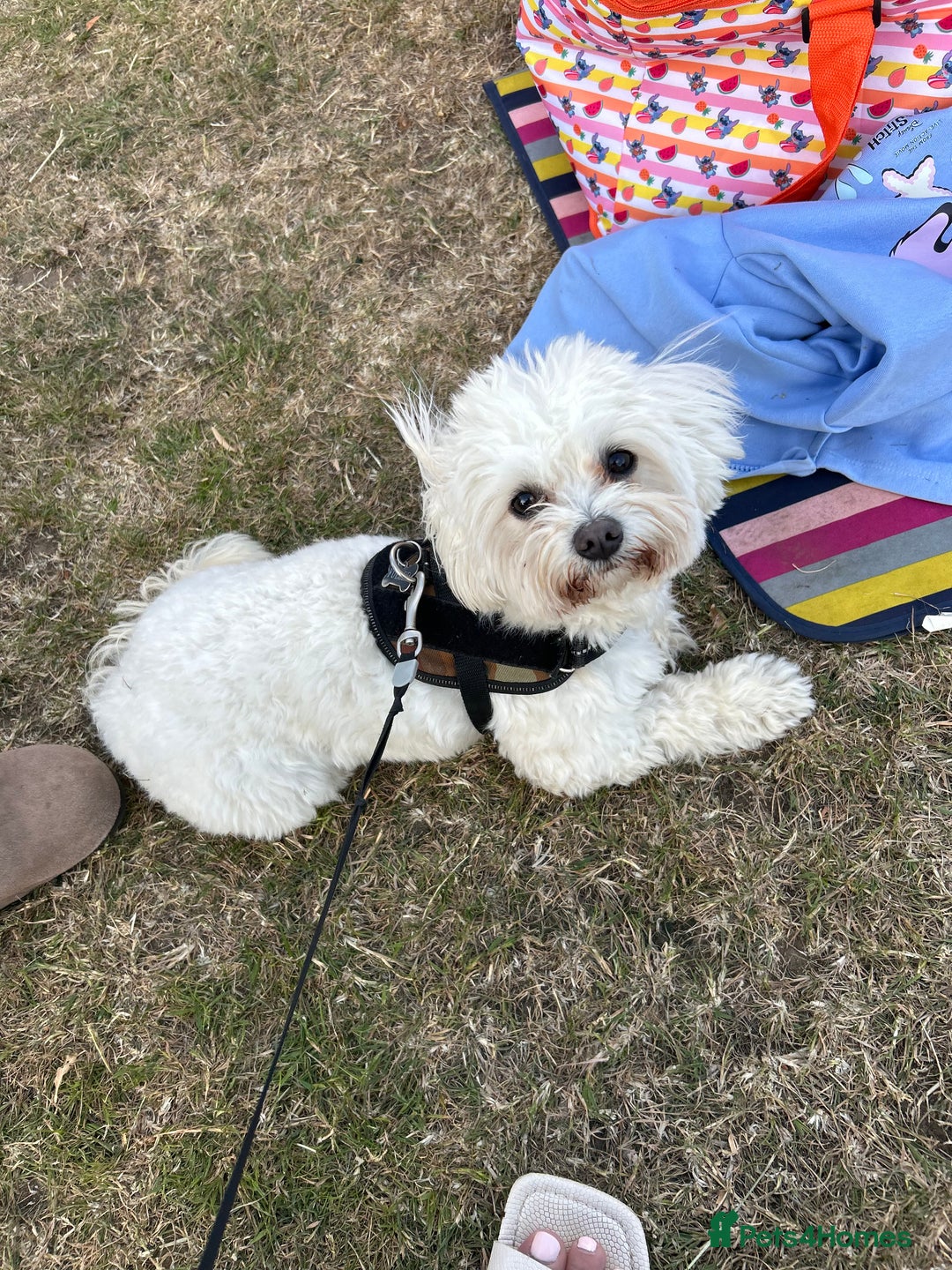 Mixed Breed dogs for sale: Blue Merle boarder collie crossed with a maltese - Image 8