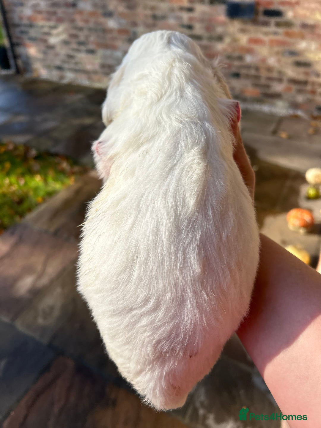 Clumber Spaniel dogs for sale: Clumber spaniel Puppies For Sale COI 6.4% - Advert 9