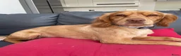Cocker Spaniel dogs for sale: Cocker spanial - Advert 1