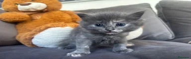 Ragdoll 3