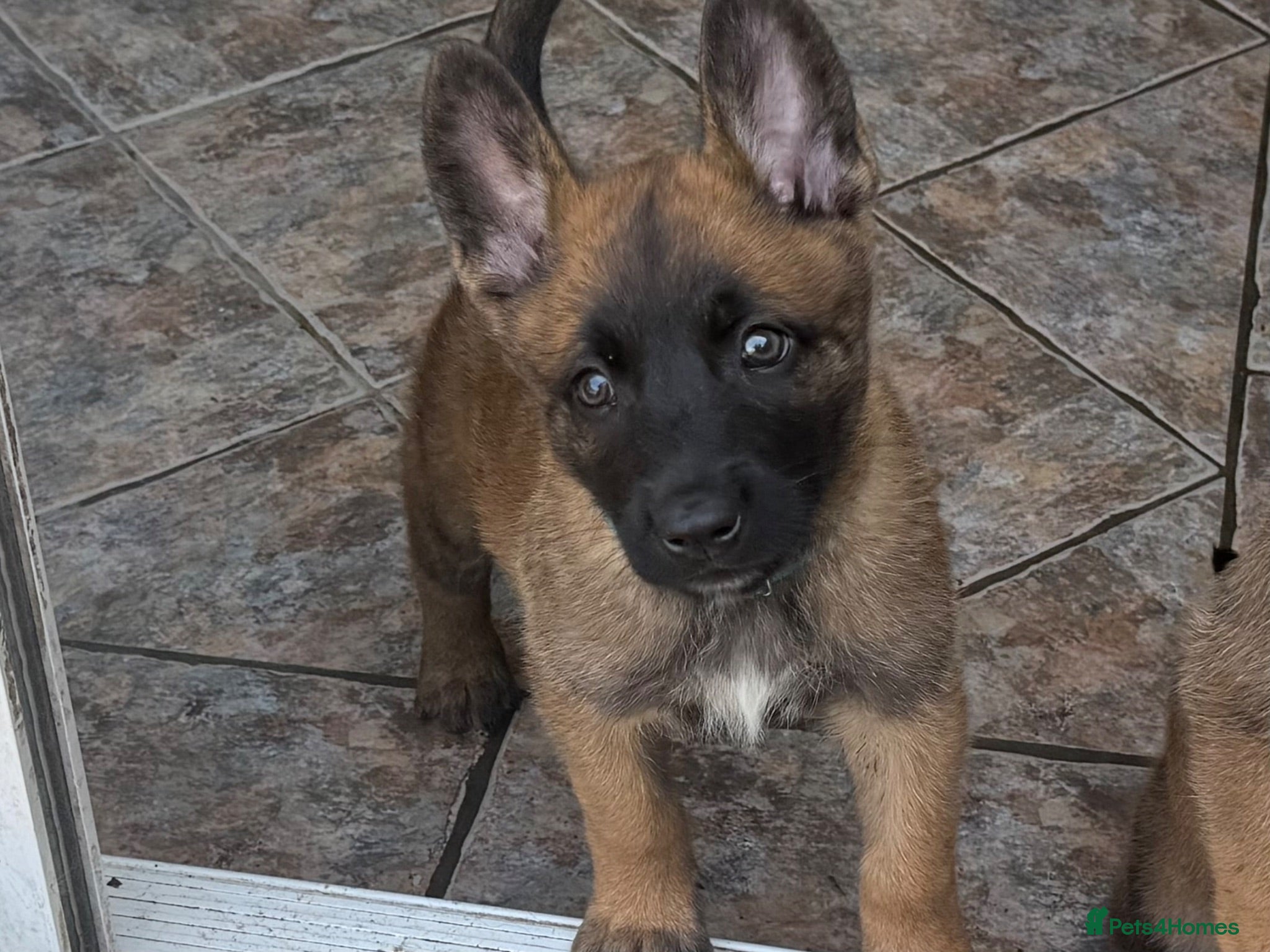 Belgian Shepherd Dog dogs 1 Chunky Boy puppy ready to go  - Advert 2