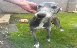 Lurcher dogs for sale: Lurches for sale  - Image 4