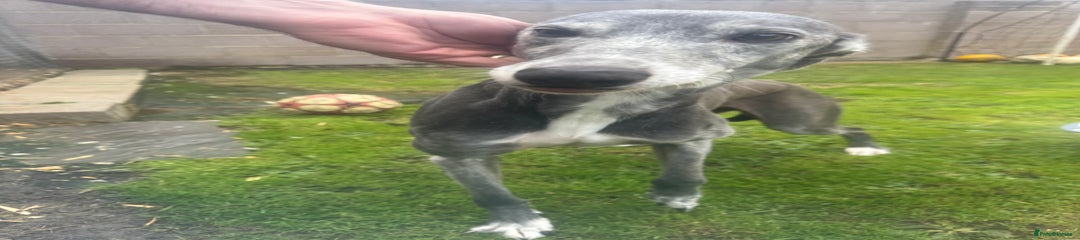 Lurcher Puppy 2