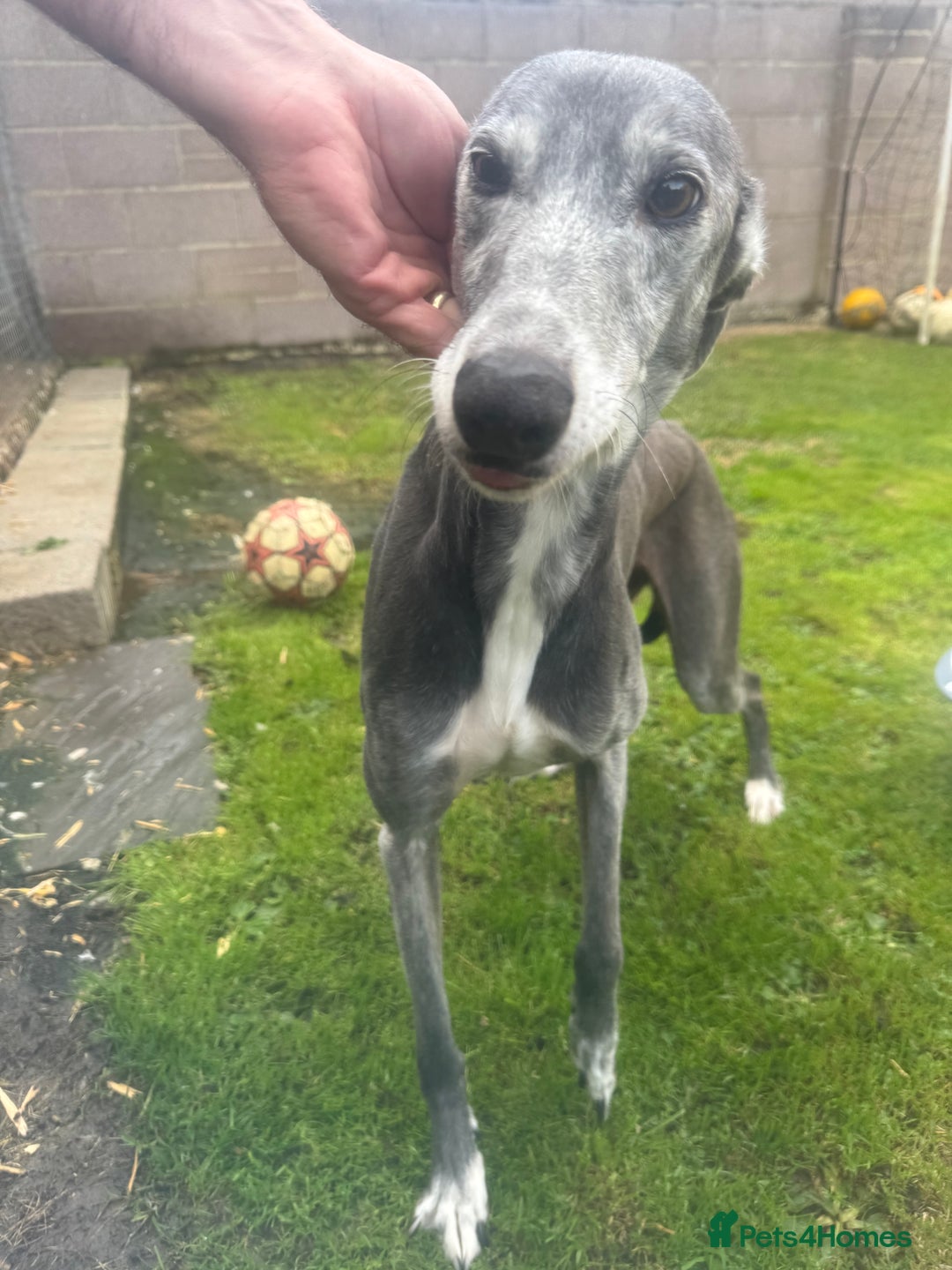 Lurcher dogs for sale: Lurches for sale  - Image 4