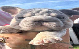 French Bulldog dogs for sale: French bulldog babies  - Image 30