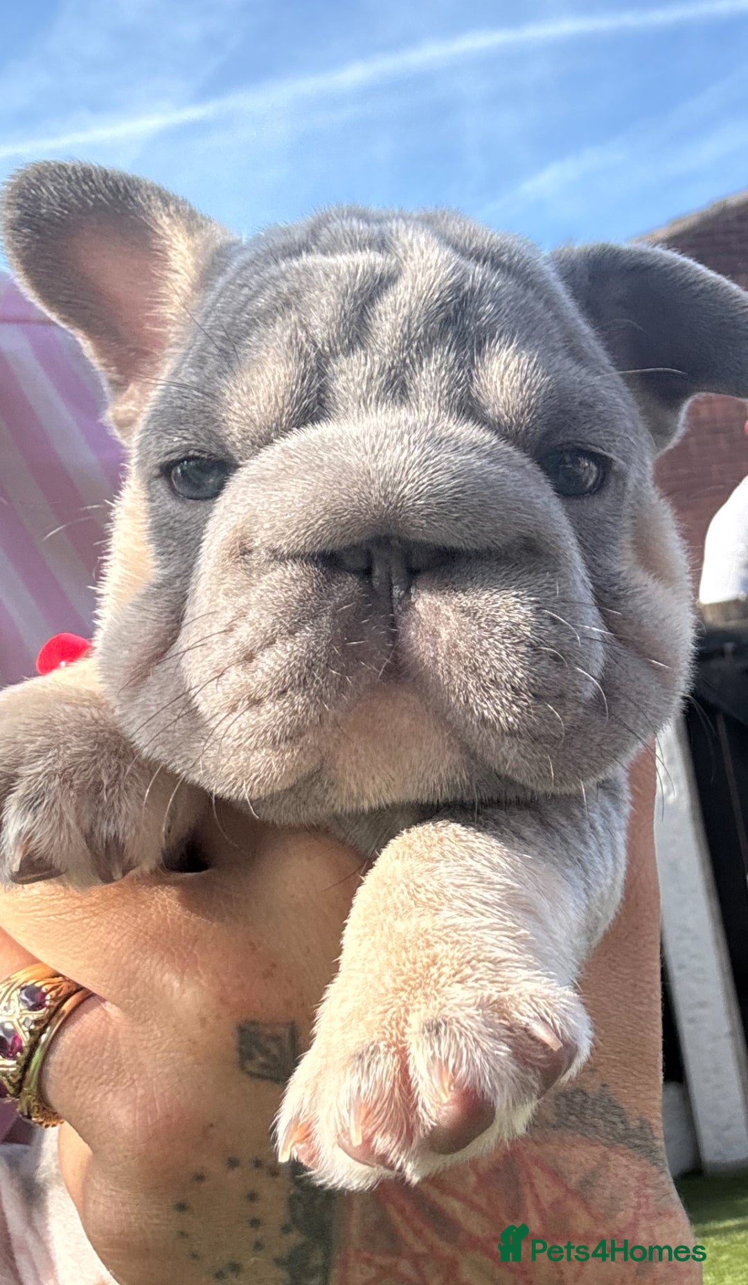 French Bulldog dogs for sale: French bulldog babies  - Image 30