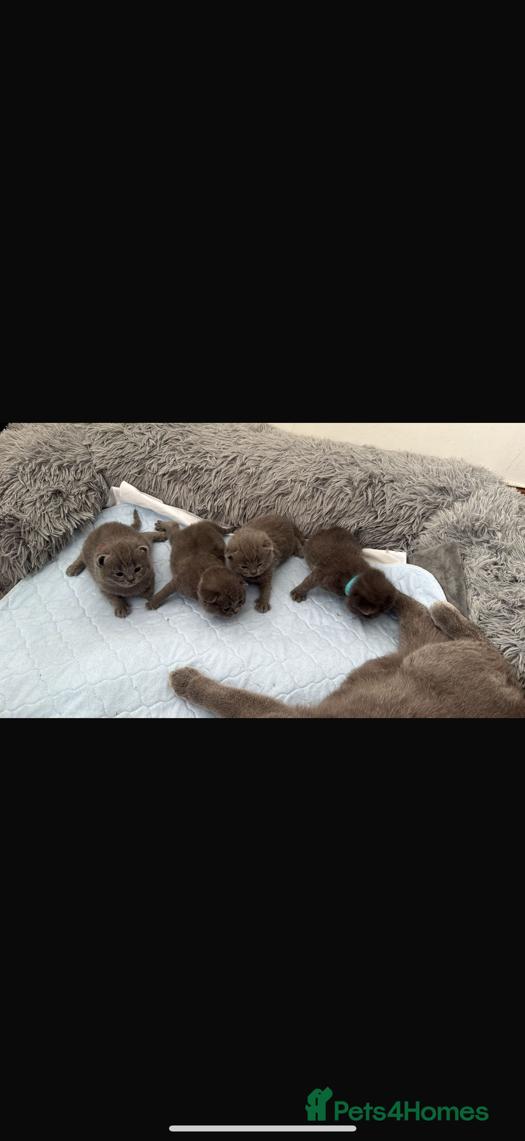 British Shorthair cats for sale: British short hair for sale - Image 2