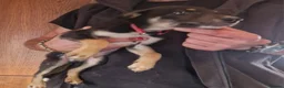 Mixed Breed dogs for sale: Beautiful lurcher puppies  in Rochford - Advert 5