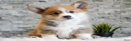 Welsh Corgi Pembroke dogs for sale: Welsh Corgi (Pembroke) - Advert 4