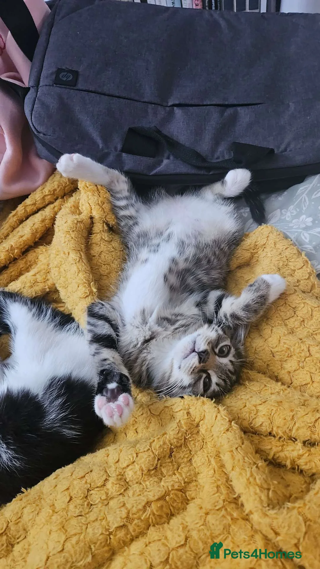 Mixed Breed cats for sale: 2 beautiful female kittens for sale.  - Advert 2