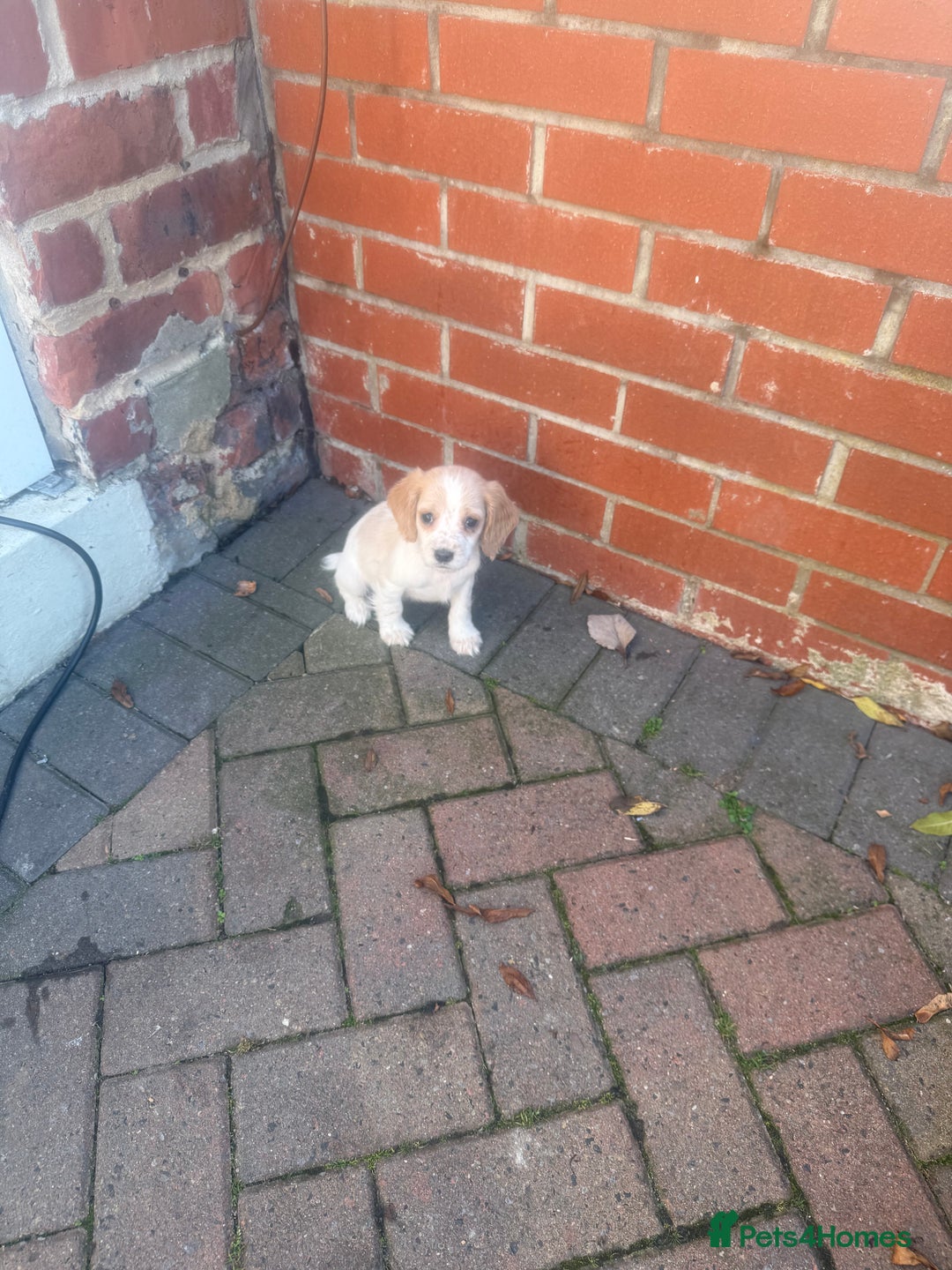Cocker Spaniel dogs for sale: Cocker Spaniel puppies  - Image 7