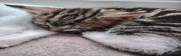 Mixed Breed cats for sale: Beautiful kittens for sale  - Advert 8