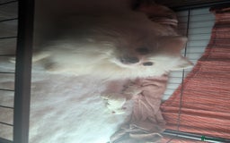 Pomeranian dogs for sale: ☁️RARE SOLID WHITE POMERANIANS ☁️ - Image 18
