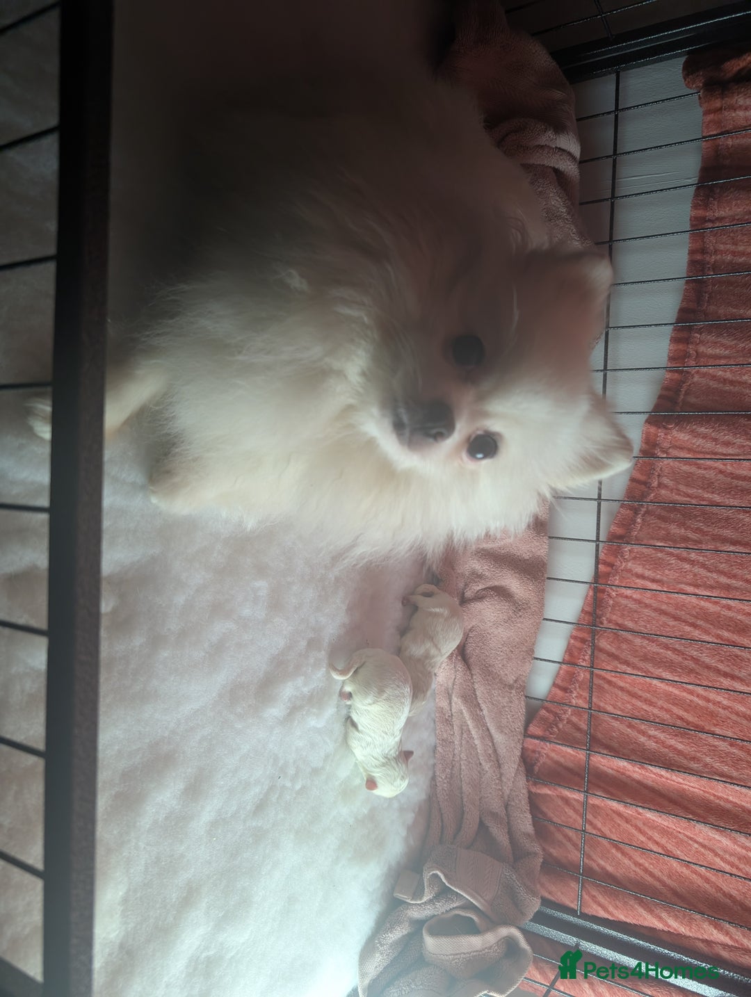 Pomeranian dogs for sale: ☁️RARE SOLID WHITE POMERANIANS ☁️ - Image 18