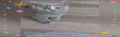 British Shorthair 5