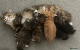 Mixed Breed cats for sale: Kittens for sale - Image 7
