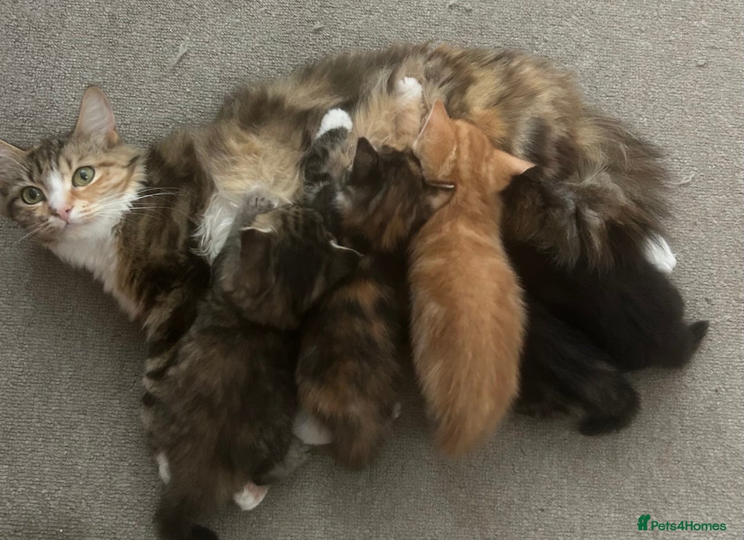 Mixed Breed cats for sale: Kittens for sale - Image 7