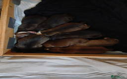 Mixed Breed dogs for sale: Stacksides litter - Image 1